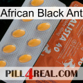 African Black Ant 43